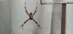 Argiope