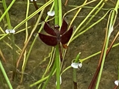 Neurothemis fluctuans