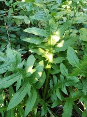 Cirsium oleraceum