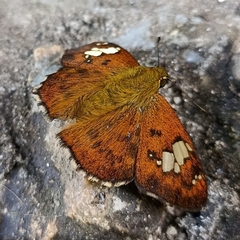 Pseudocoladenia dan