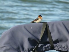 Hirundo neoxena