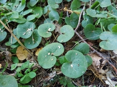 Asarum europaeum
