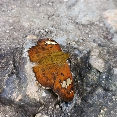Pseudocoladenia dan