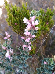 Indigofera brachystachya
