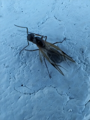 Camponotus