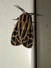 Apantesis parthenice