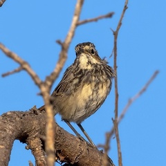 Luscinia svecica