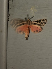 Apantesis parthenice