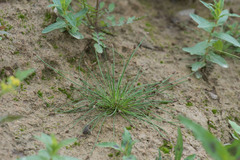 Eleocharis ovata