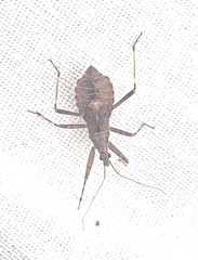 Himacerus apterus