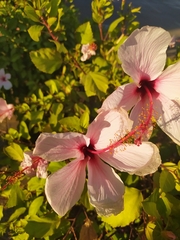 Hibiscus rosa-sinensis