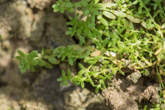 Callitriche