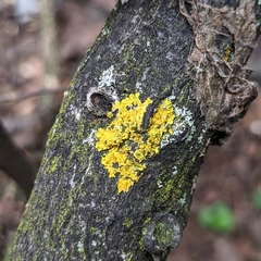 Xanthoria parietina