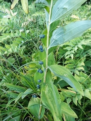 Polygonatum