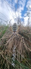 Argiope bruennichi