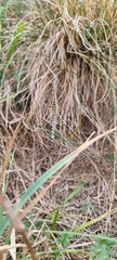 Argiope bruennichi