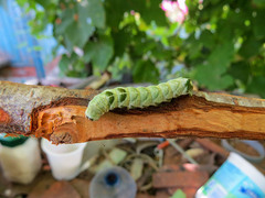 Melanchra persicariae