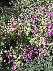 Gomphrena globosa