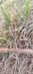 Argiope bruennichi