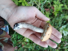 Leccinum aurantiacum