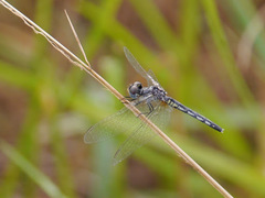 Diplacodes deminuta