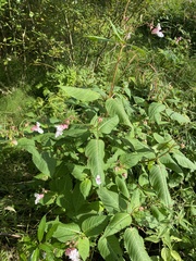 Impatiens glandulifera