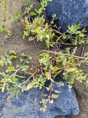 Atriplex prostrata