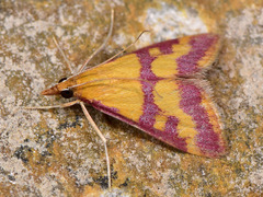 Pyrausta sanguinalis