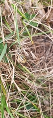 Argiope bruennichi