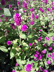 Gomphrena globosa