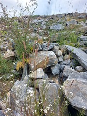 Dontostemon pinnatifidus