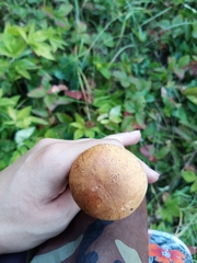Leccinum aurantiacum