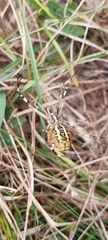Argiope bruennichi