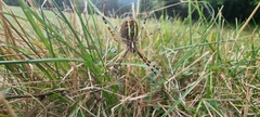 Argiope bruennichi