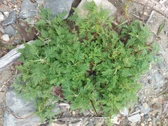 Artemisia gmelinii