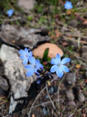 Chamaescilla corymbosa