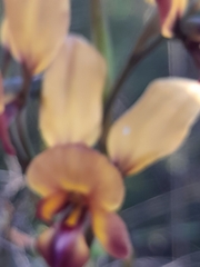 Diuris magnifica