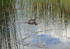 Tachybaptus ruficollis