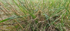 Argiope bruennichi