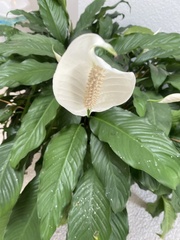 Spathiphyllum