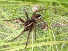 Dolomedes