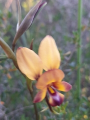 Diuris magnifica