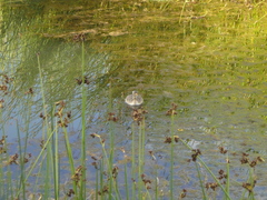 Tachybaptus ruficollis