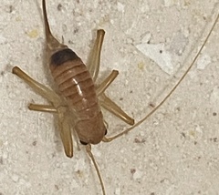 Camptonotus carolinensis