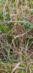 Argiope bruennichi