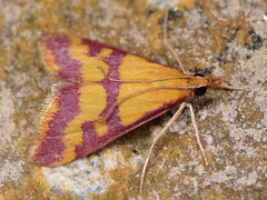 Pyrausta sanguinalis