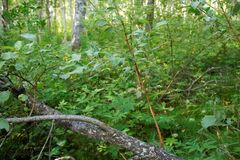Salix bebbiana