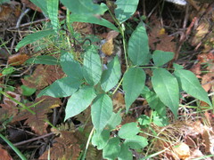 Vicia venosa baicalensis