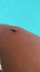 Spilostethus pandurus