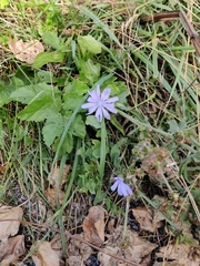 Cichorium intybus